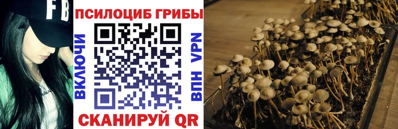 закладка  Боготол  Галлюциногенные грибы MAGIC MUSHROOMS 
